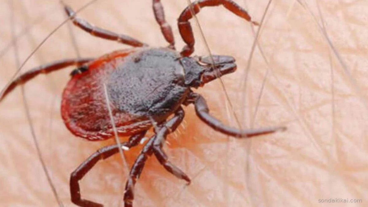 Kene Isırığı ve Kırmızı Et: Avustralya'daki Ölümcül İlk Vaka Şaşırttı