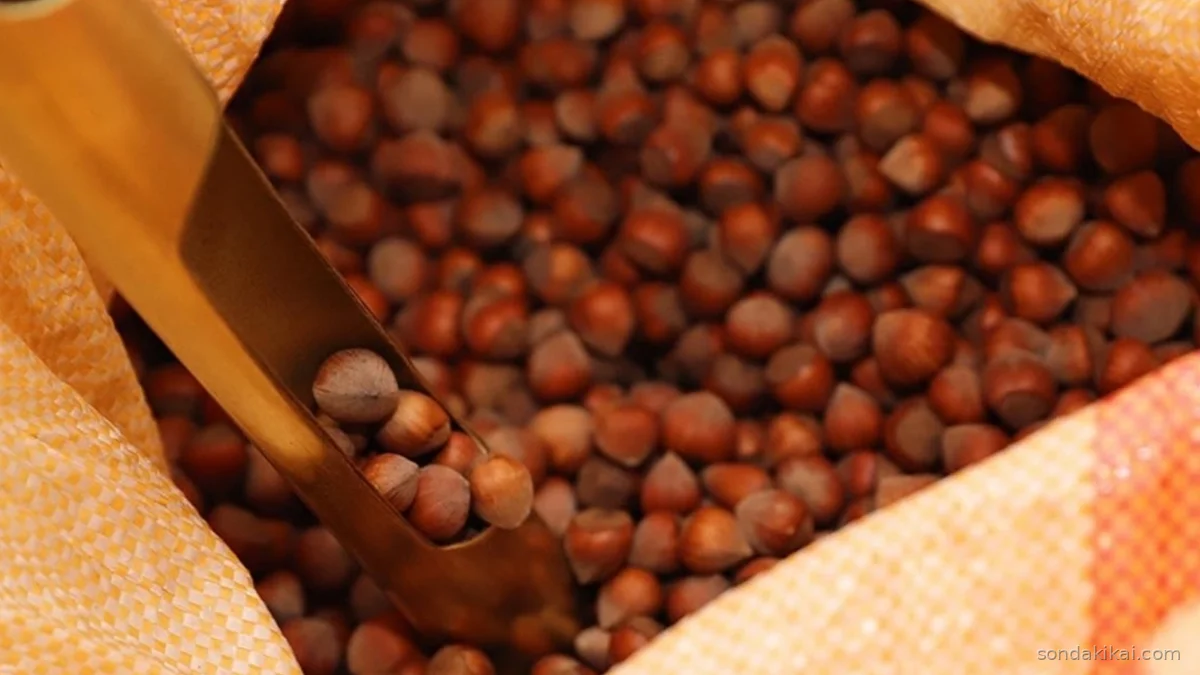 Fındık İhracatında Rekor Başlangıç: İlk İki Ayda 388 Milyon Dolar Gelir