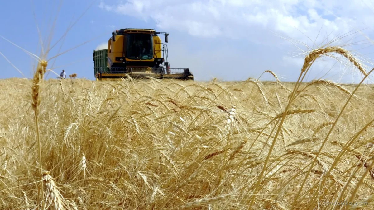Çiftçiye Bereket: 19.5 Milyar TL Destek Bugün Yatıyor